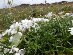 Phlox pulvinata