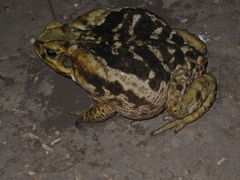 Rhinella diptycha