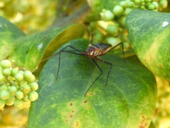 Zelus grassans