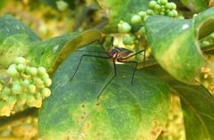 Zelus grassans