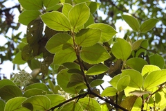 Viburnum jucundum