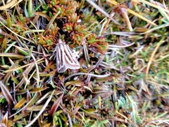 Aponotoreas synclinalis