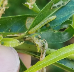 Glyphodes onychinalis