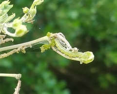 Glyphodes onychinalis