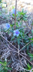 Glandora rosmarinifolia image