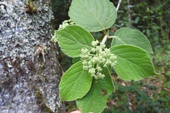 Viburnum jucundum