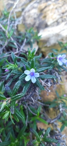 Glandora rosmarinifolia image