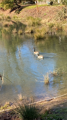 Branta canadensis