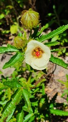 Hibiscus richardsonii