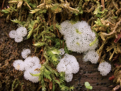 Ceratiomyxa porioides nuotrauka