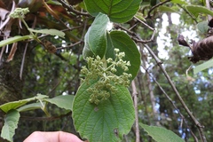 Viburnum jucundum