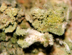 Cladonia incrassata