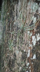 Taeniophyllum