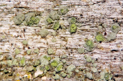 Cladonia incrassata