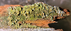 Cladonia incrassata