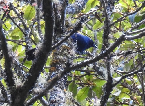 Cyanolyca pumilo