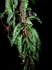Trichomanes polypodioides