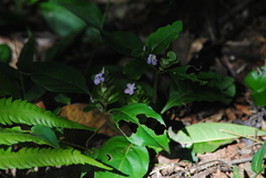 Stenandrium mandioccanum