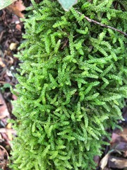 Lembophyllum divulsum