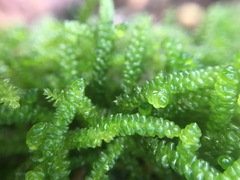 Lembophyllum divulsum