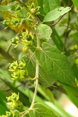 Gonolobus stenosepalus