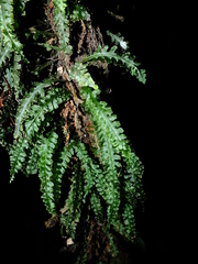 Trichomanes polypodioides