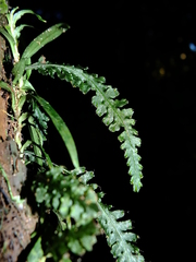 Trichomanes polypodioides