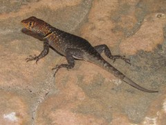 Tropidurus erythrocephalus