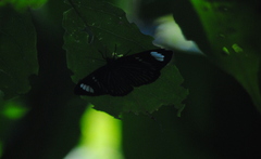 Hypocrita fenestraria