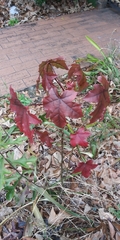Liquidambar styraciflua