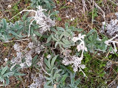 Echium angustifolium