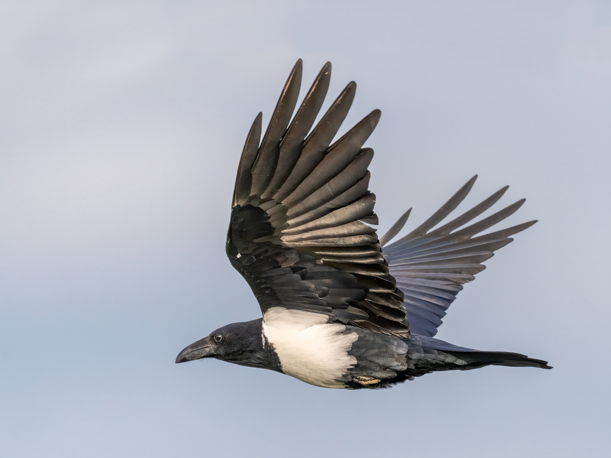 Pied Crow (Corvus albus) · iNaturalist
