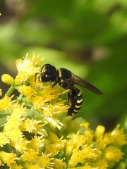 Ectemnius decemmaculatus