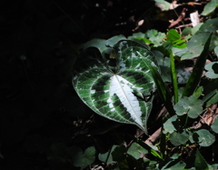 Dioscorea dodecaneura