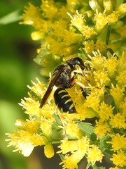 Ectemnius decemmaculatus