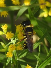 Ectemnius decemmaculatus