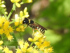 Ectemnius decemmaculatus