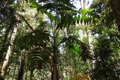 Chamaedorea vulgata