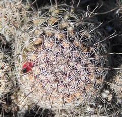 Mammillaria dioica