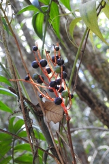 Chamaedorea vulgata
