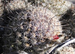 Mammillaria dioica