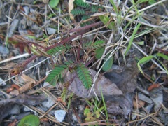 Mimosa quadrivalvis angustata