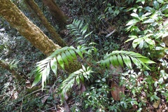 Chamaedorea vulgata