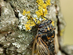 Cicadatra atra