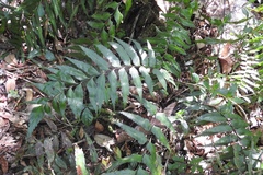 Asplenium serra