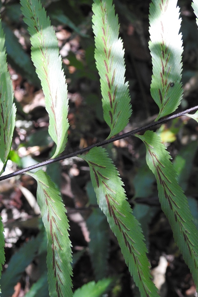 Asplenium serra