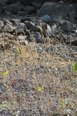 Holosteum umbellatum