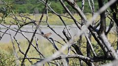 Synallaxis albescens