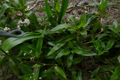Callisia fragrans