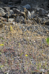 Holosteum umbellatum